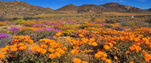 Namaqualand Wildflowers near Port Nolloth
