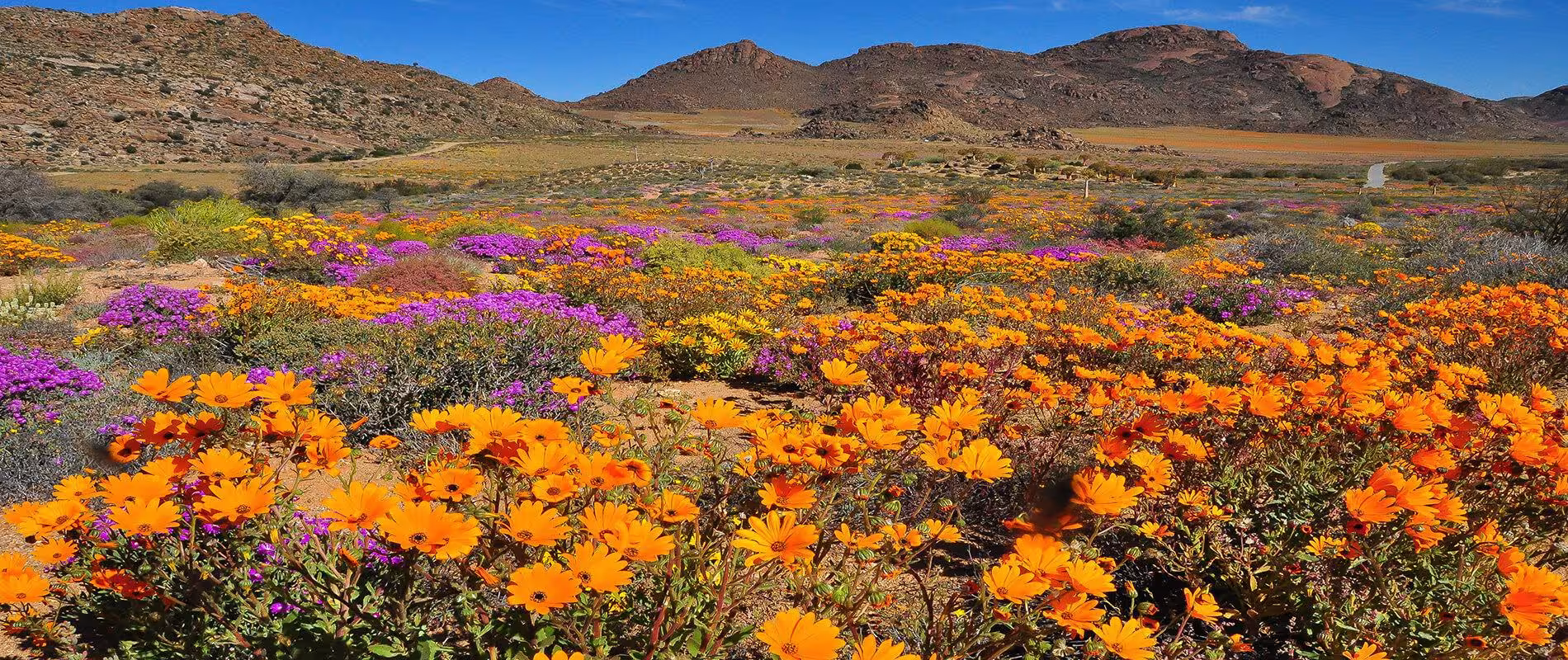 Namaqualand Wildflowers near Port Nolloth