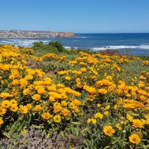 Namaqualand Wildflowers near Port Nolloth