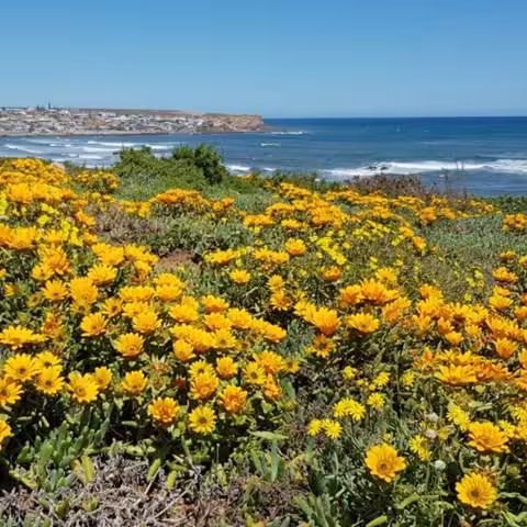 Namaqualand Wildflowers near Port Nolloth