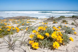 Namaqualand Wildflowers near Port Nolloth
