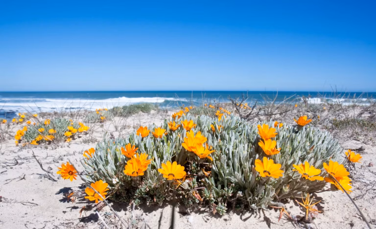 Namaqualand Wildflowers near Port Nolloth