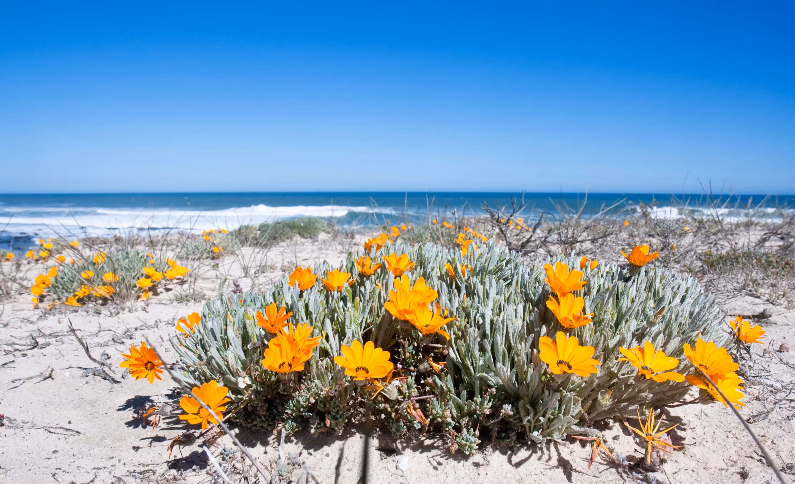 Namaqualand Wildflowers near Port Nolloth