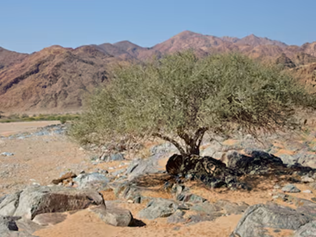 Richtersveld 4×4 Trails near Port Nolloth