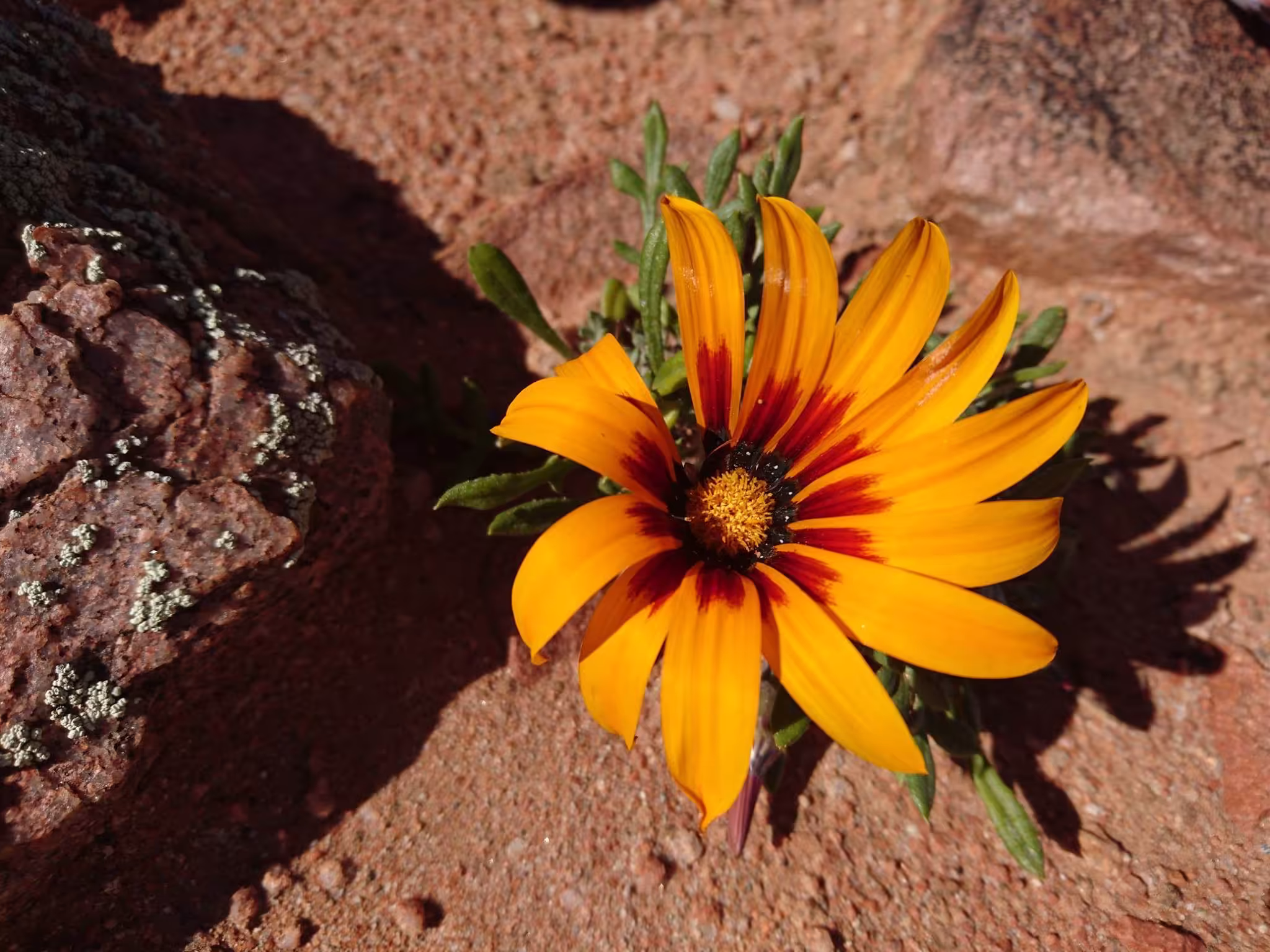 Richtersveld Tours – Northern Cape Tours from Port Nolloth