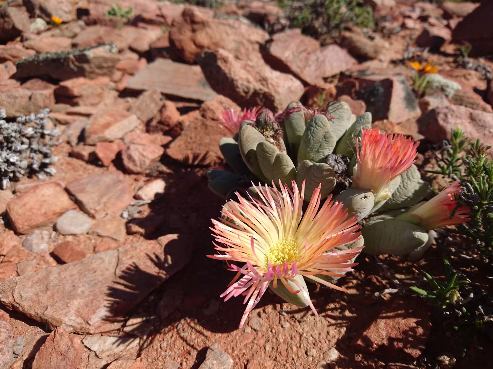 Richtersveld Tours – Northern Cape Tours from Port Nolloth